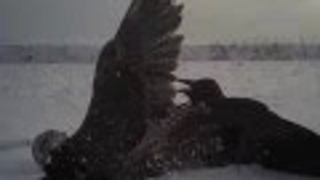 Impressive video of a falcon hunting its prey is like a WW2 dogfight